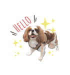 ぽんずstamp（個別スタンプ：1）