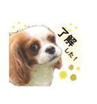 ぽんずstamp（個別スタンプ：2）