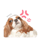 ぽんずstamp（個別スタンプ：6）
