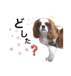 ぽんずstamp（個別スタンプ：7）