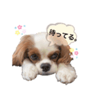 ぽんずstamp（個別スタンプ：8）