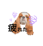 ぽんずstamp（個別スタンプ：11）