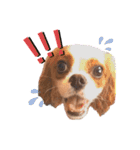 ぽんずstamp（個別スタンプ：12）