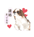 ぽんずstamp（個別スタンプ：16）