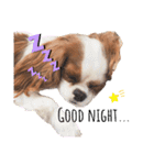 ぽんずstamp（個別スタンプ：17）