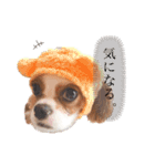 ぽんずstamp（個別スタンプ：20）