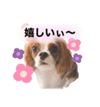 ぽんずstamp（個別スタンプ：24）
