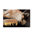 ルナです。よろしくね！（個別スタンプ：12）