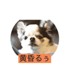 ルナです。よろしくね！（個別スタンプ：20）