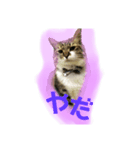 ちぃたけ（個別スタンプ：2）
