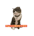 ちぃたけ（個別スタンプ：6）