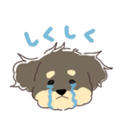 トイプードルのアポロ（個別スタンプ：4）