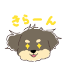 トイプードルのアポロ（個別スタンプ：5）