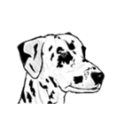 Irvin's dog（個別スタンプ：34）