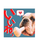 ブルドッグの玉丸です♡癒しと茶目の塊。（個別スタンプ：3）