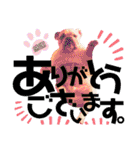 ブルドッグの玉丸です♡癒しと茶目の塊。（個別スタンプ：4）