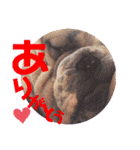 ブルドッグの玉丸です♡癒しと茶目の塊。（個別スタンプ：8）