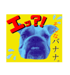 ブルドッグの玉丸です♡癒しと茶目の塊。（個別スタンプ：10）