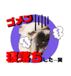 ブルドッグの玉丸です♡癒しと茶目の塊。（個別スタンプ：11）