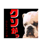 ブルドッグの玉丸です♡癒しと茶目の塊。（個別スタンプ：12）