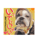 ブルドッグの玉丸です♡癒しと茶目の塊。（個別スタンプ：14）