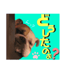 ブルドッグの玉丸です♡癒しと茶目の塊。（個別スタンプ：18）