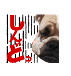 ブルドッグの玉丸です♡癒しと茶目の塊。（個別スタンプ：21）