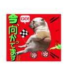 ブルドッグの玉丸です♡癒しと茶目の塊。（個別スタンプ：22）