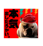 ブルドッグの玉丸です♡癒しと茶目の塊。（個別スタンプ：29）