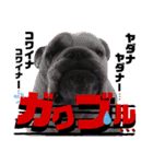 ブルドッグの玉丸です♡癒しと茶目の塊。（個別スタンプ：30）