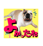 ブルドッグの玉丸です♡癒しと茶目の塊。（個別スタンプ：36）