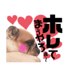 ブルドッグの玉丸です♡癒しと茶目の塊。（個別スタンプ：39）