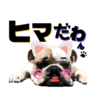 ブルドッグの玉丸です♡癒しと茶目の塊。（個別スタンプ：40）