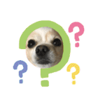 愛犬チョロ（個別スタンプ：1）