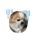 愛犬チョロ（個別スタンプ：2）