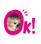 愛犬チョロ（個別スタンプ：4）