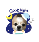 愛犬チョロ（個別スタンプ：6）