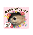 愛犬チョロ（個別スタンプ：8）