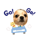 愛犬チョロ（個別スタンプ：9）