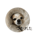 愛犬チョロ（個別スタンプ：10）