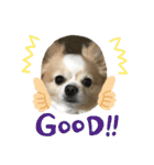 愛犬チョロ（個別スタンプ：12）