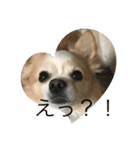 愛犬チョロ（個別スタンプ：13）