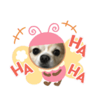 愛犬チョロ（個別スタンプ：14）