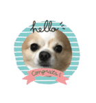 愛犬チョロ（個別スタンプ：15）