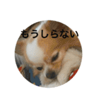 愛犬チョロ（個別スタンプ：16）