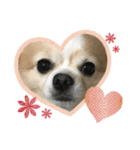 愛犬チョロ（個別スタンプ：17）