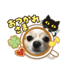 愛犬チョロ（個別スタンプ：18）