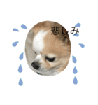 愛犬チョロ（個別スタンプ：19）
