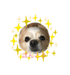 愛犬チョロ（個別スタンプ：20）