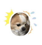 愛犬チョロ（個別スタンプ：21）